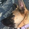 dogs04